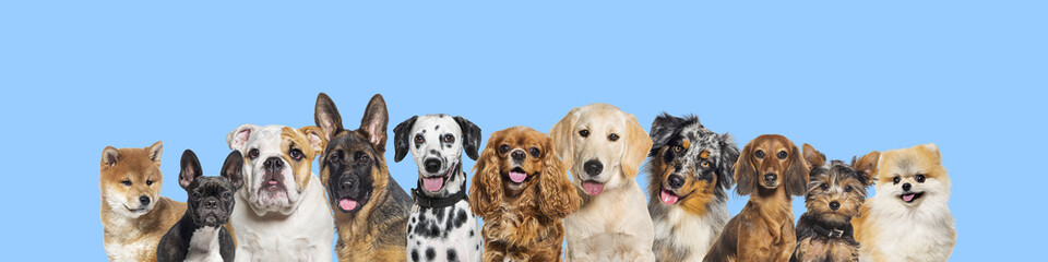 Row of different size and breed dogs over blue horizontal social media or web banner with copy...