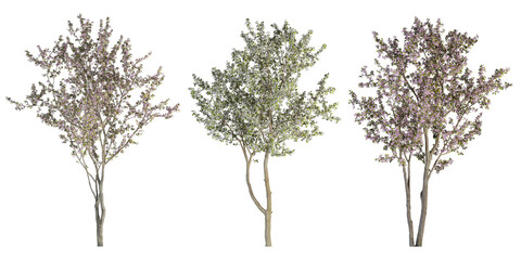 tree isolated on white background