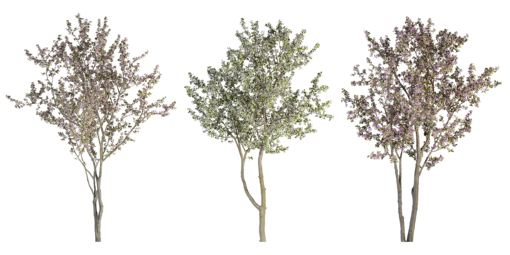 tree isolated on white background