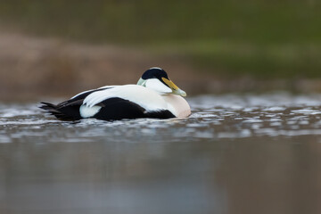 Male common eider (Somateria mollissima) swimming, Edinburgh, Scotland