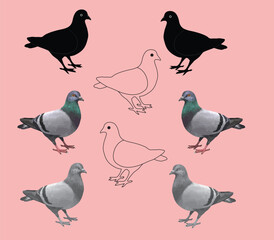 It is a Pigeon vector -1