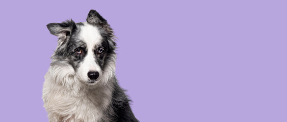 Head shot of a serious black and white Border collie dog, isolated on purple background