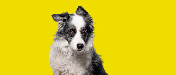 Head shot of a black and white Border collie dog, isolated on yellow background