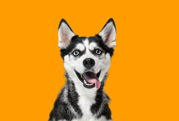 Portrait of a blue eyed husky dog, looking up, panting with mouth open on a orange background