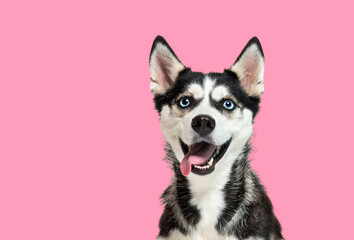 Portrait of a blue eyed husky dog, looking up, panting with mouth open on a pink background