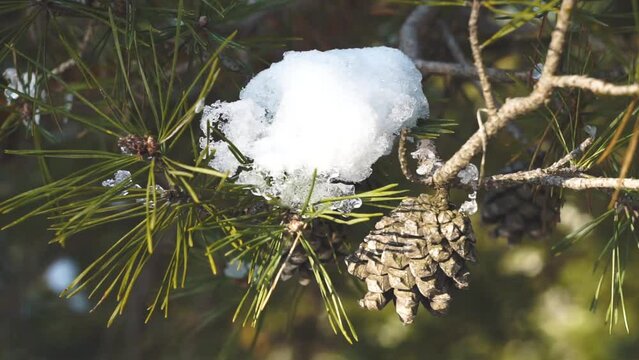 A cone on a pine branch is covered with snow