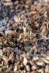 Sprouted wheat covered with mold and fungi