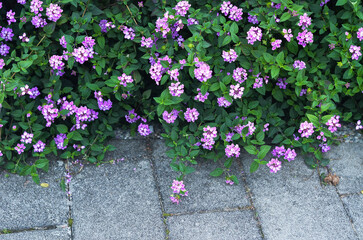 Purple Lantana camara in the garden.