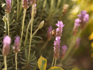 flower, nature, plant, purple, lavender, spring,