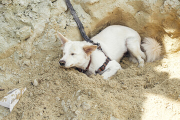 Cute white dog sleeping in hole after digging sand pile in sunny day. Funny tired dog after playing in sand. Danish spitz young canine. Pet at construction site
