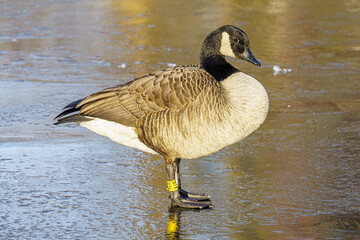 Obraz premium country goose branta canadensis