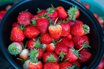 Raw ripe strawberries in a black plastic bucket.top view,Close up of red delicious ripe strawberry in special black box near plants in modern greenhouse.Concept of process picking tasty berries.