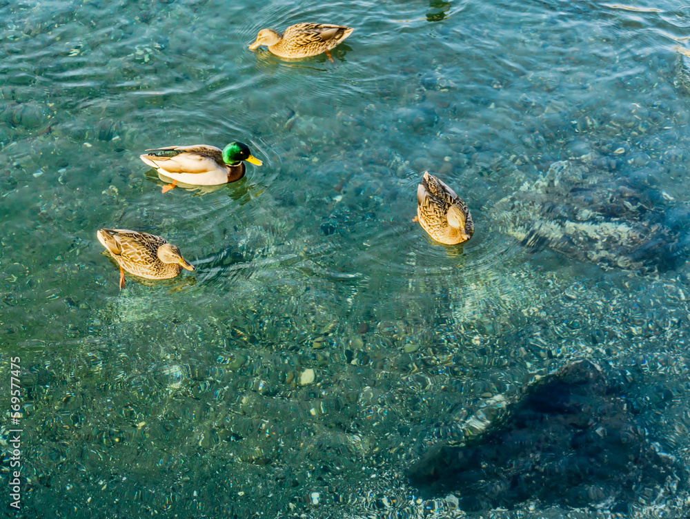 Canvas Prints Clear Water Ducks 4