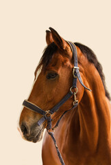 Obraz premium portrait of a horse