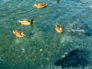 Fototapeta na wymiar Clear Water Ducks 4