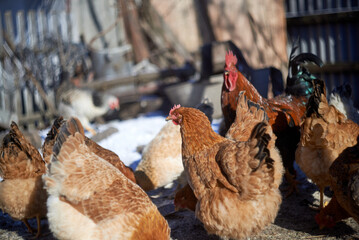 Chickens walk in the yard