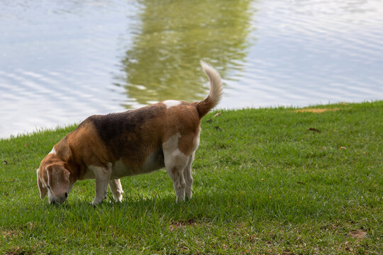 An old beagle pet dog explores the grass next to river