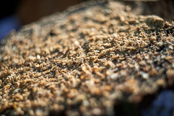 Fresh sawdust on an acacia stump