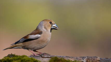 Hawfinch (Coccothraustes coccothraustes) sitting on a stump in moss.