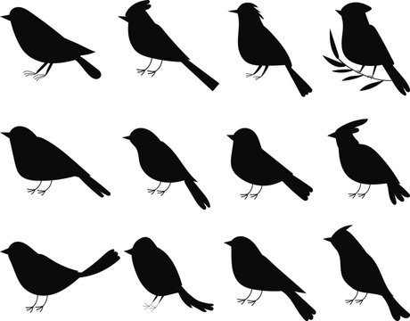 birds of different breeds set silhouette isolated, vector