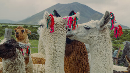 llama in the mountains © Milton