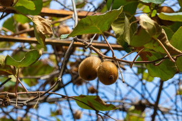 Kiwi on a branch in the garden.