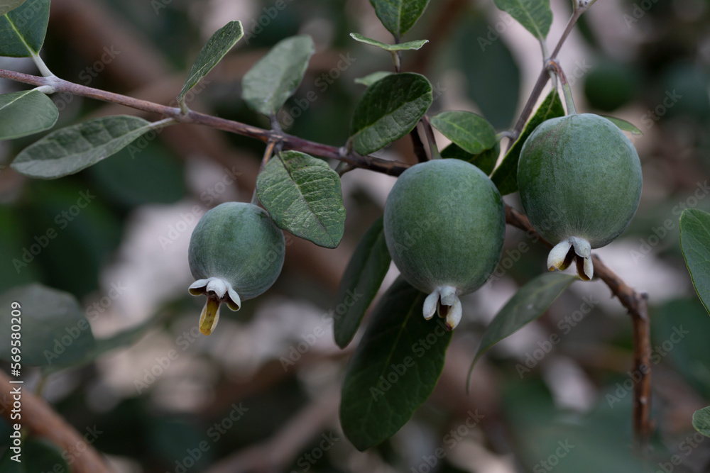 Wall mural ripe feijoa fruits on a tree lat. acca sellowiana . fresh feijoa, almost ready to harvest.