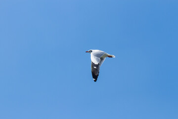 Fototapeta na wymiar One seagull flying.The seagull is flying in the bright sky.
