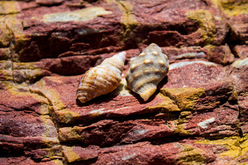 shell on the beach