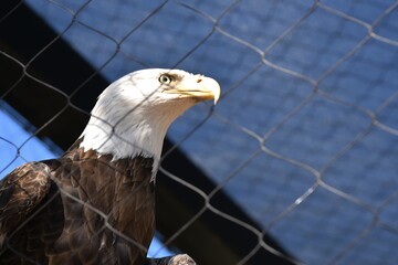 american bald eagle behind a fence