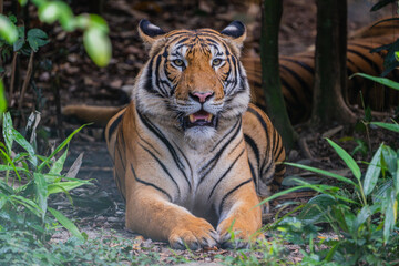 Malayan Tiger
