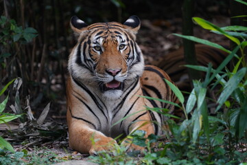 Malayan Tiger