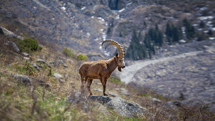 Wild mountain goat in the mountains of Kyrgyzstan - 569581458