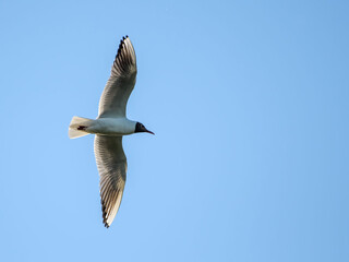 Black-headed gull (Chroicocephalus ridibundus) in flight against sky.