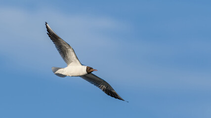 Black-headed gull (Chroicocephalus ridibundus) in flight against sky.