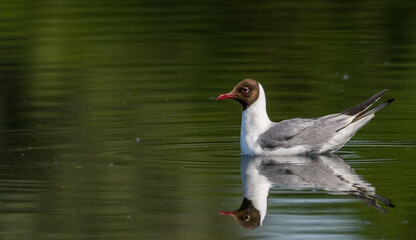 Black-headed gull (Chroicocephalus ridibundus) sitting on water.