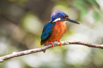 kingfisher on branch