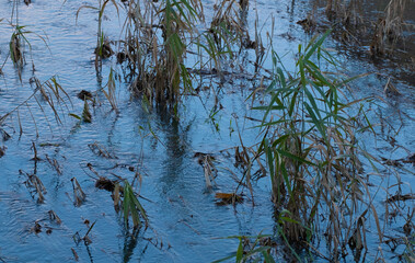corso d'acqua con piante