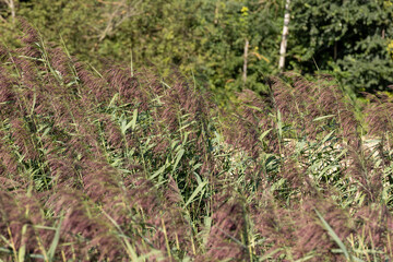 Green grass and swamp in the summer