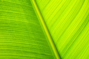 Close-up of a leaf from the plant Strelitzia Nicolai