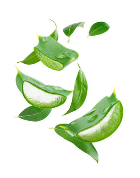 Composition of flying tea leaves and aloe vera slices