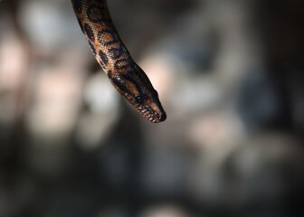 Head of a rainbow boa