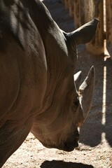 rhinoceros in zoo