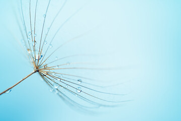 Macro shot of dew drops on a dandelion seed on blue background. Close up, soft focus.