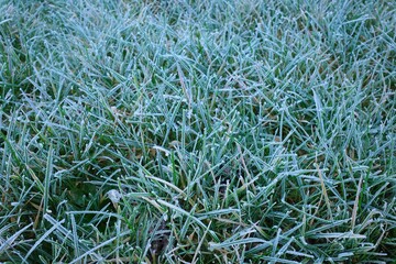 Wiese mit Frost im Winter