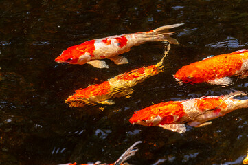fish CARP fancy or koi in pond, japanese National animal