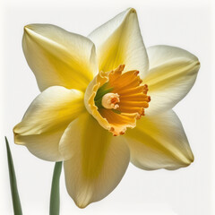 Fototapeta na wymiar White and yellow narcissus, daffodil close up isolated on white. Generative AI
