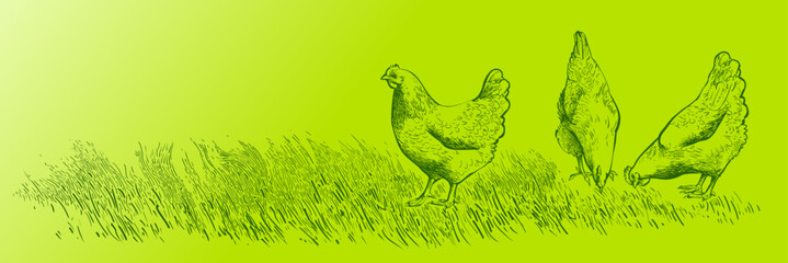 Set of chickens and rooster on the field grass. Decorative bird hen silhouette pattern realistic engrave. Farm animal logo. Vector illustration of a poultry in vintage style © mozart3737