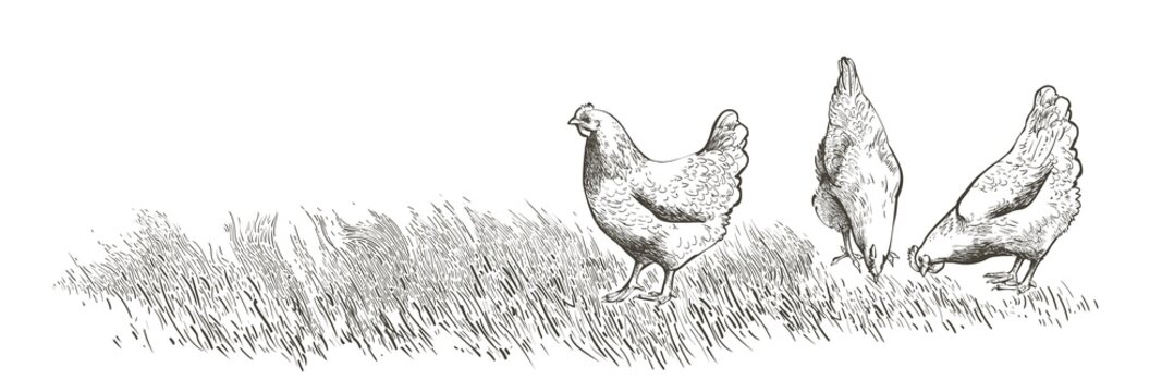 chicken, hen bird. Poultry, broiler, farm animal feeding. Vintage Easter card. Egg packaging design. Realistic sketch, line, silhouette, engraving illustration.