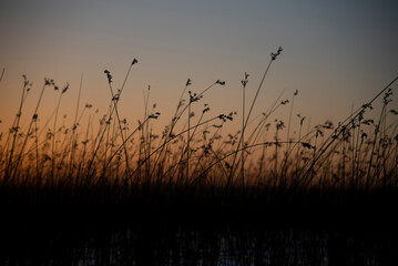 Silueta de un pastisal al atardecer